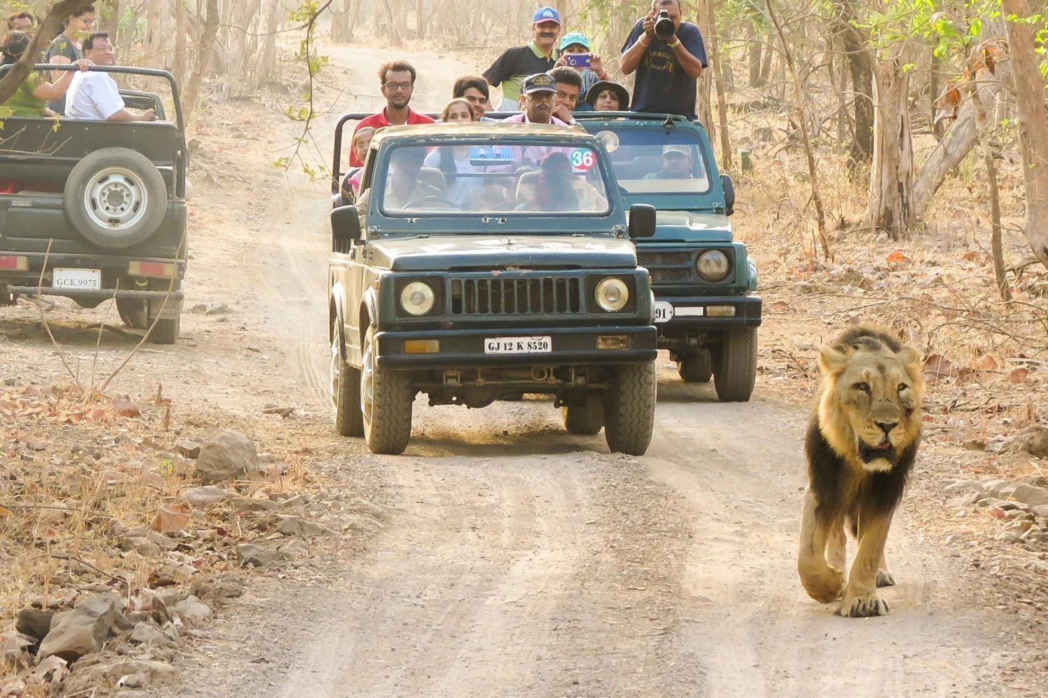 Jungle Safari